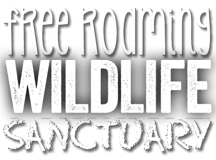 The Hidden Forest Wildlife Sanctuary Primate Sanctuary